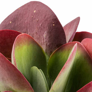 Kalanchoe