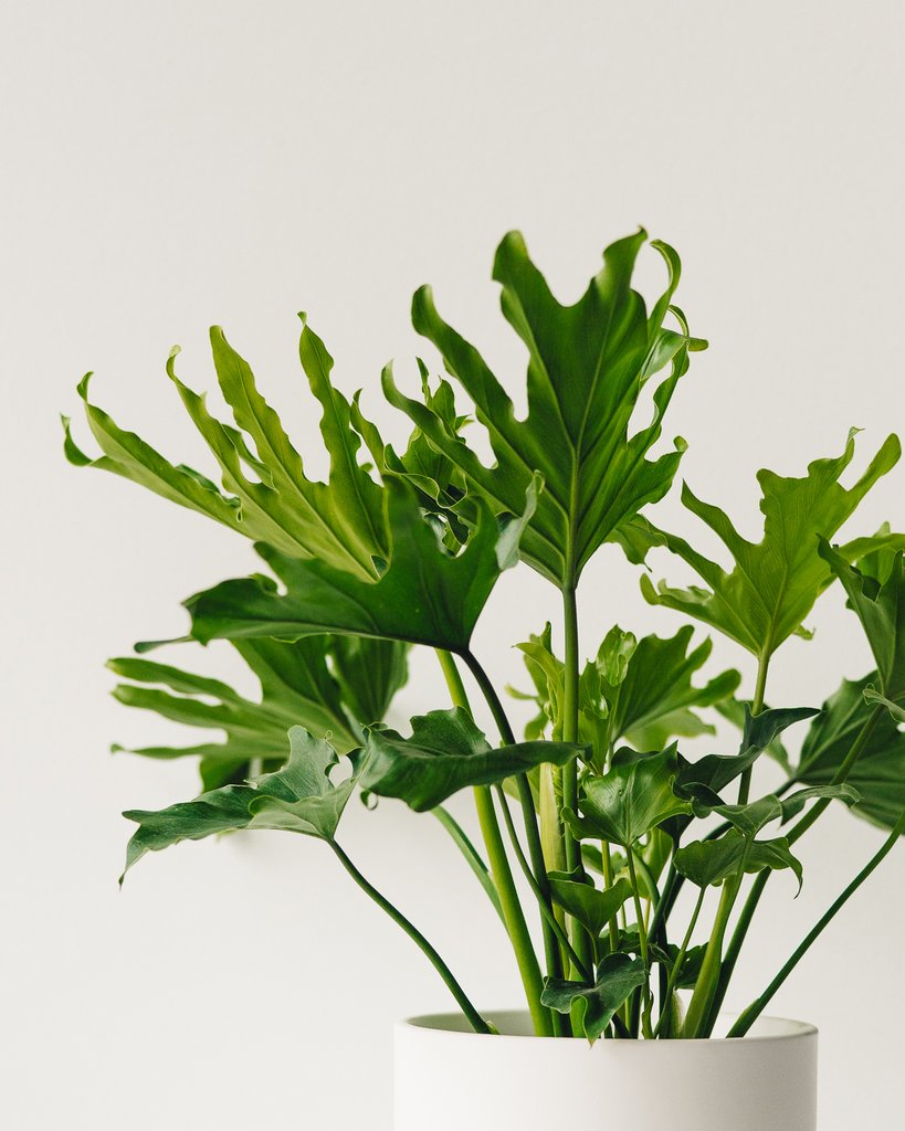 philodendron in water Philodendron White Wave Glass Hydroponic Houseplant – OH SO Floral
