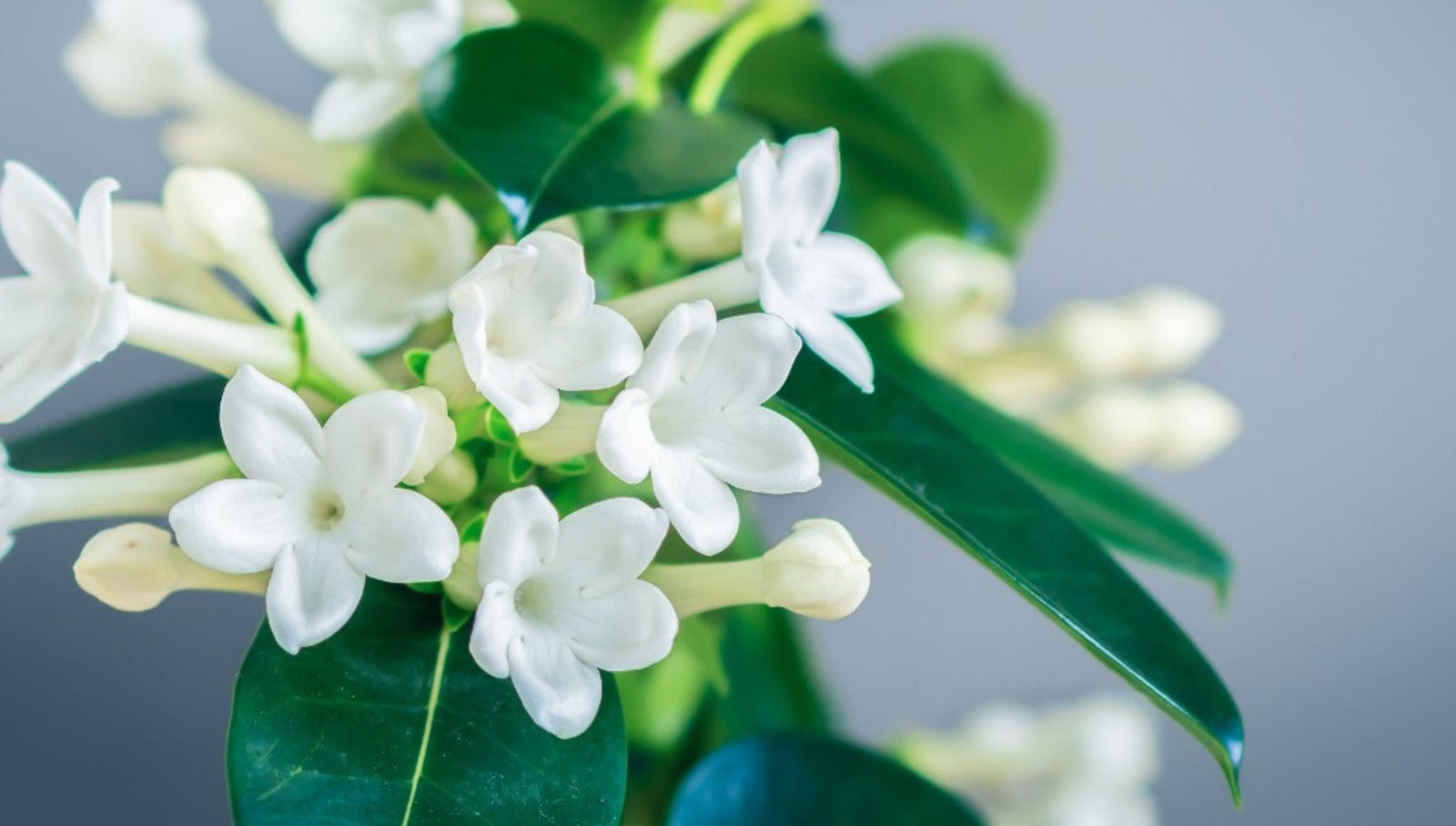 Madagascar Jasmine Care Guide: Indoor Fragrant Plant Tips  ROUGE 'N' LOVE