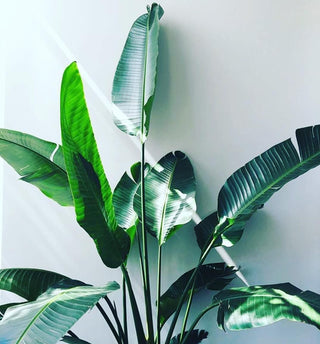 Banana Leaf Tree