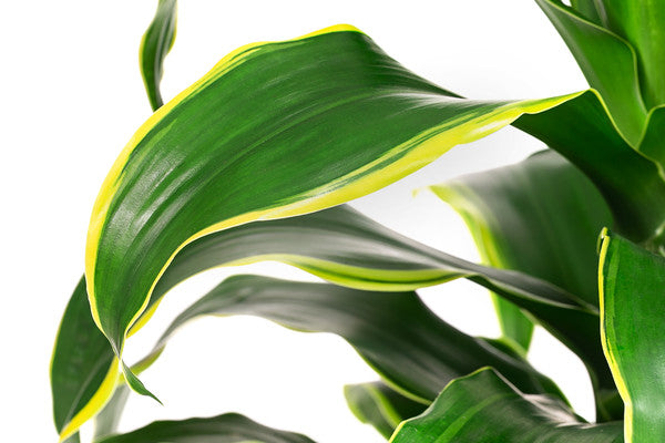 Golden Coast Dracaena Dorado Care Guide 101  ROUGE 'N' LOVE