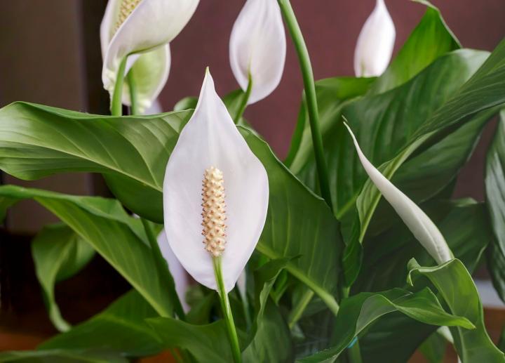Peace Lily Care Guide: How to Keep Indoor Peace Lilies Healthy  ROUGE 'N'  LOVE