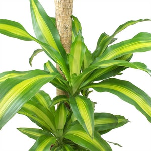 Dracaena Massangeana Care Guide 101  ROUGE 'N' LOVE
