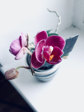 Plants under JD50.00