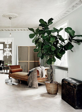 Exquisite Medium & Large Plants for Chic Décor