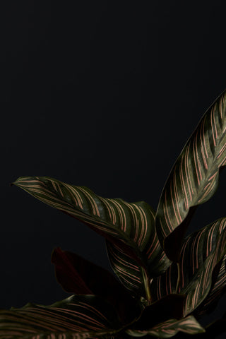 Low Light Indoor Plants to Decorate your Home