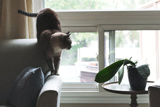 Pet Friendly Houseplants