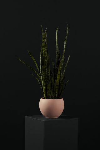 Houseplants for Beginners