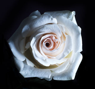Infinite Roses