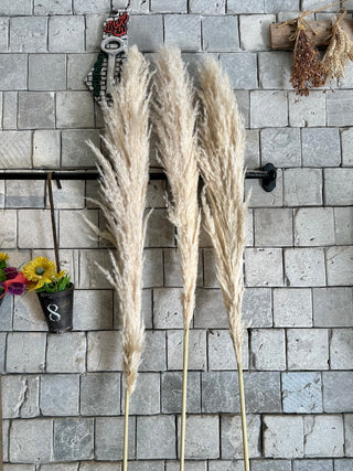 Dried Fluffy Pampas Grass
