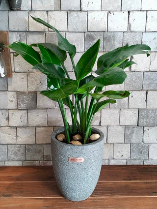 Compact Banana Leaves Tropica
