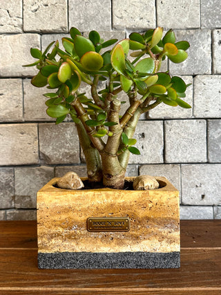 Jade Haven Bonsai ‘MoneyTree’ | Artisan Marble Pottery Collection