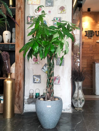 EverLuck MoneyTree Pachira