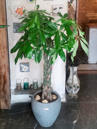 EverLuck MoneyTree Pachira