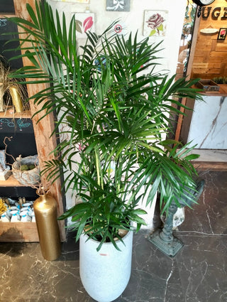 Grand Parlor Palm Chamaedorea Elegans