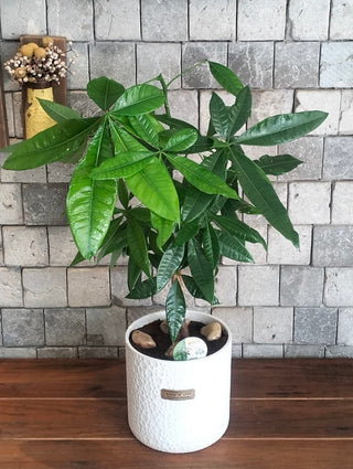 EverLuck MoneyTree Pachira