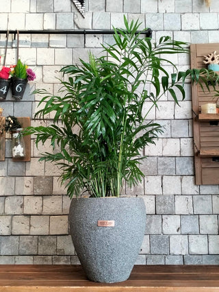 Lush Palm Studio