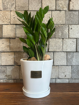 Petite Zamia Gem