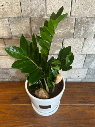 Petite Zamia Gem