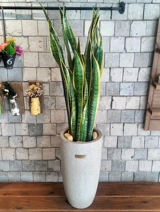 Zebra Zen Snake Plant