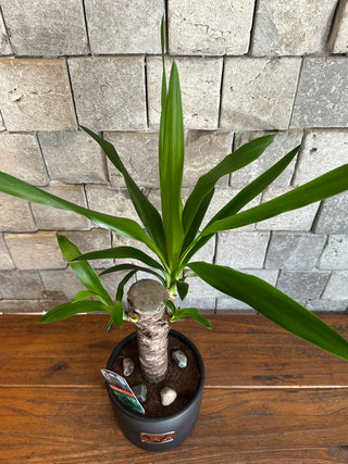 Adam’s Needle Palm Yucca