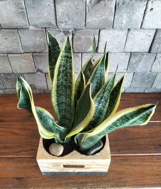 Snake Plant Shine | Artisan Marble Pottery Collection