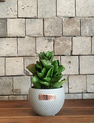 Kalanchoe Beauty