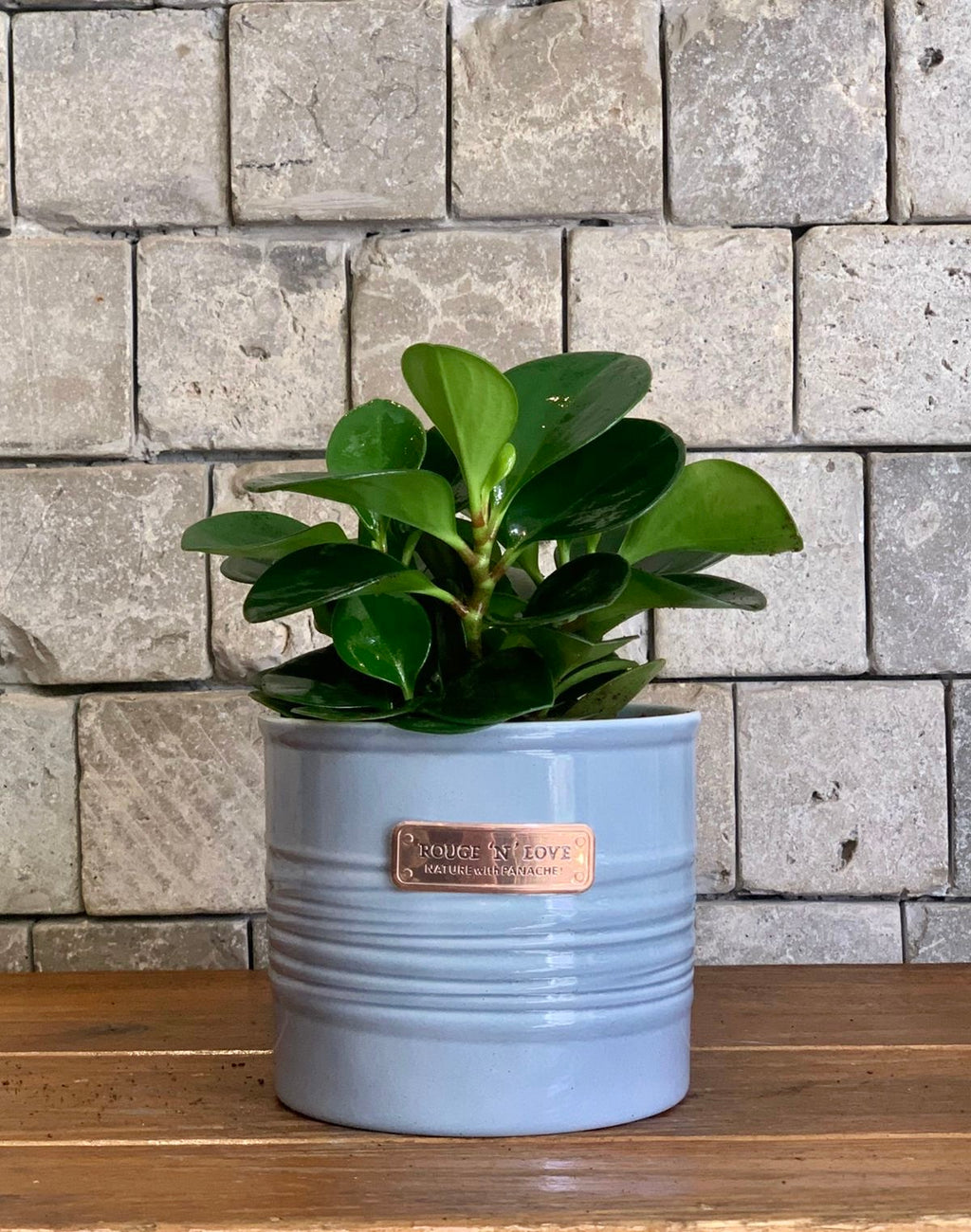 jade necklace plant peperomia Trailing Jade Necklace Peperomia Indoor Plant. Succulents Easy Low  Maintenance Indoor Plants. Elegant Planter. – ROUGE 'N' LOVE ™