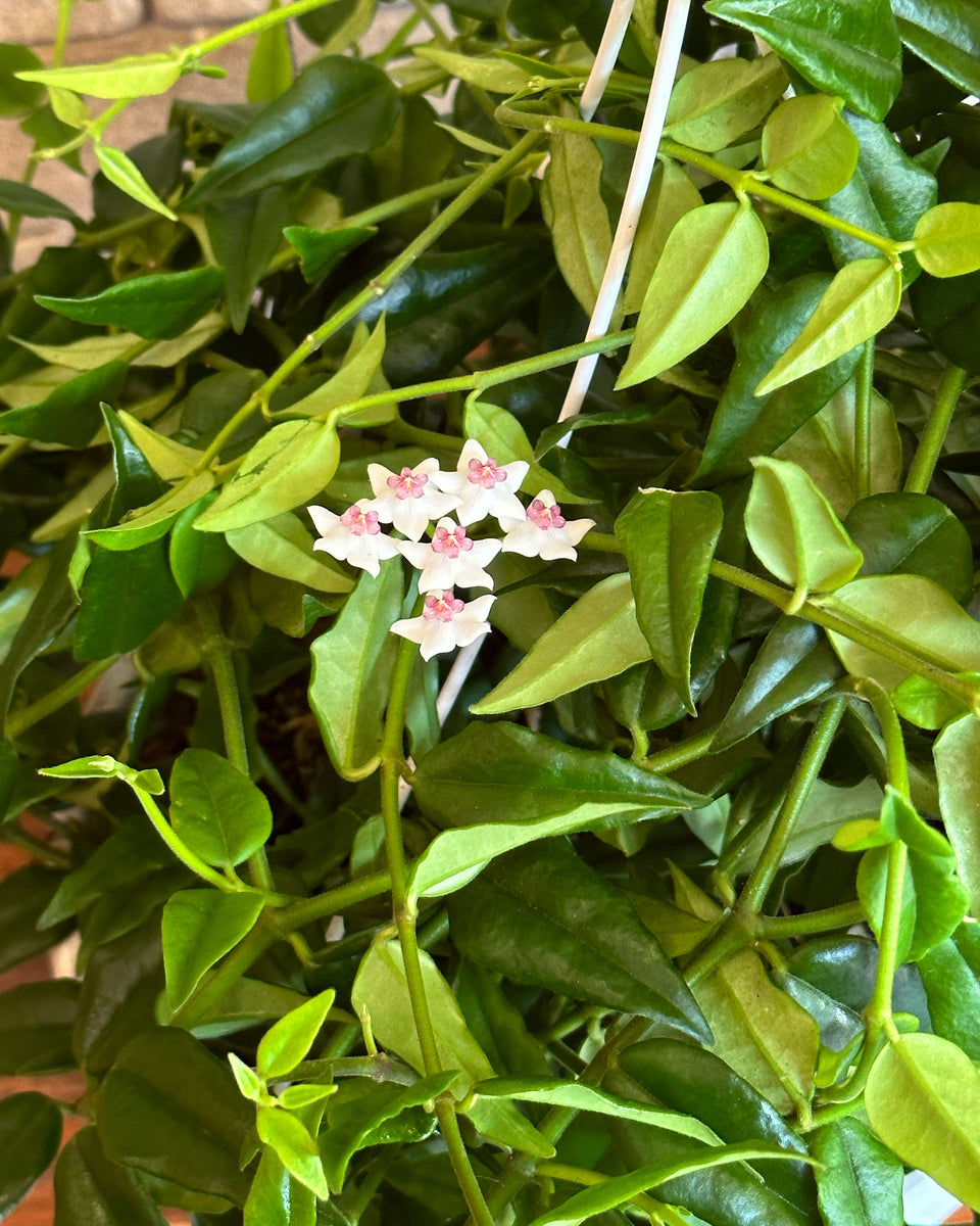 Hoya Carnosa Indoor Flowering Wax Plant. Honey Plant. Porcelain Flower