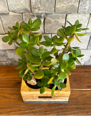 Jade Haven Bonsai ‘MoneyTree’ | Artisan Marble Pottery Collection