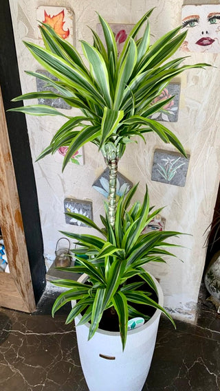 Lemon Lime Dracaena Delight
