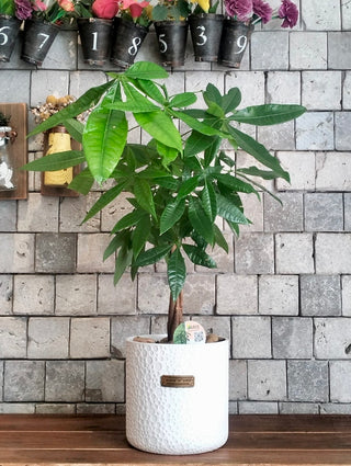 EverLuck MoneyTree Pachira