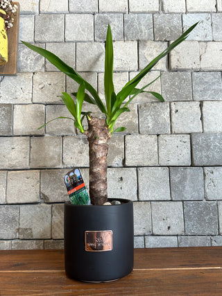 Adam’s Needle Palm Yucca