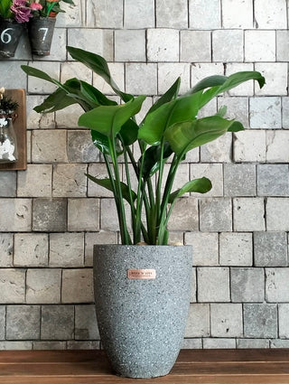 Compact Banana Leaves Tropica