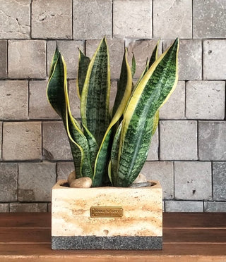 Snake Plant Shine | Artisan Marble Pottery Collection