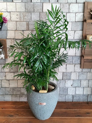 Lush Palm Studio