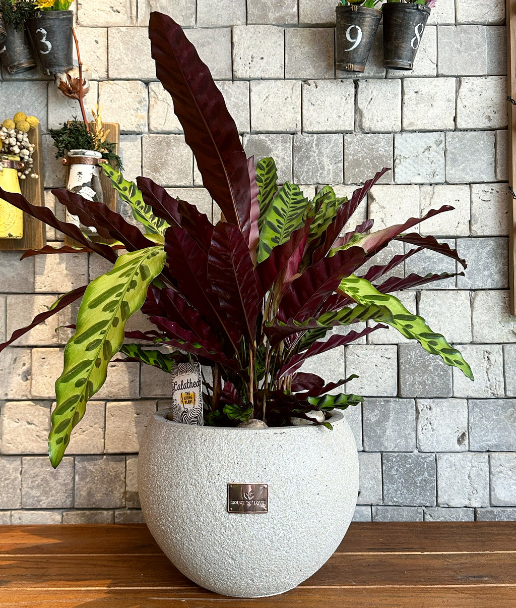 The RattleSnake Calathea lancifoliais Indoor Plant. The Prayer Plant. PetFriendly Indoor House