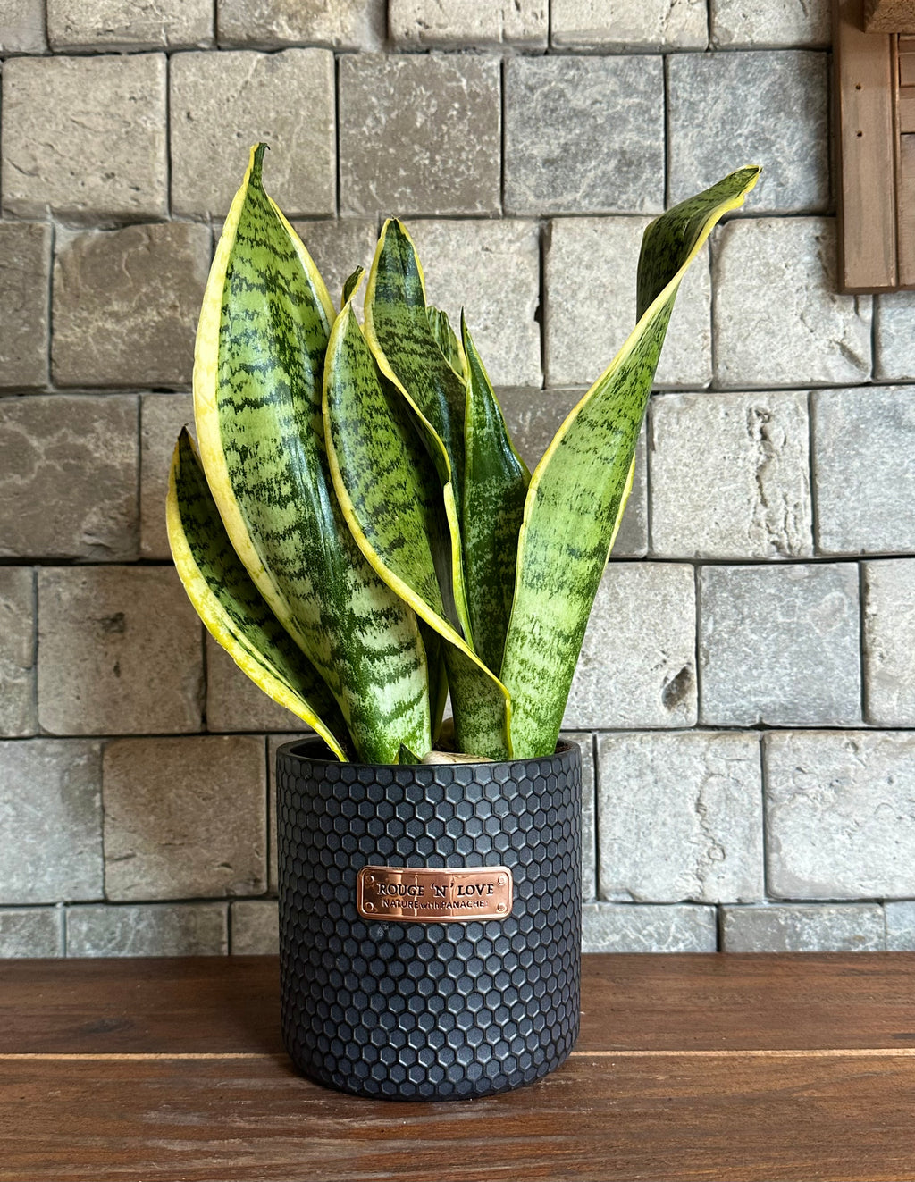 dracaena angolensis benefits Snake Plant Indoor – Air Purifying & Low Maintenance – ROUGE 'N' LOVE ™