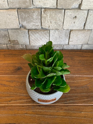 Kalanchoe Beauty