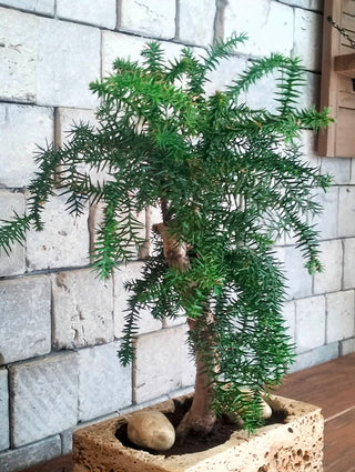 Norfolk Island Gem Bonsai