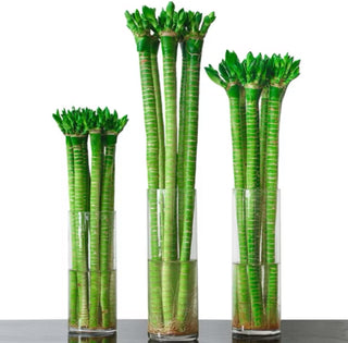 Lotus Bamboo Stalks