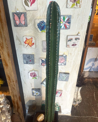 Queen of the Night Cereus Cactus