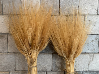 Dried Wheat Bunch