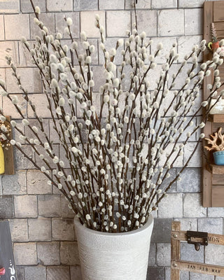 Dried Salix-Willow Stalks