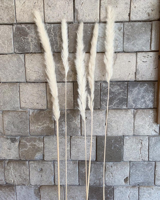 Dried Soft Feather Pampas Grass