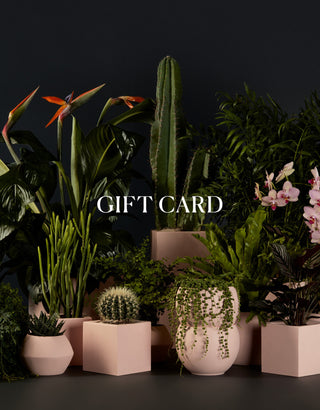 Give the Gift of Greenery