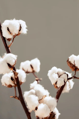 Dried Natural Cotton Stalks