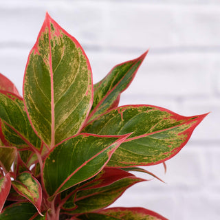 Chinese Evergreen Aglaonema