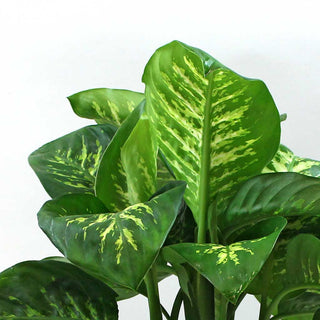 Dumbcane Dieffenbachia