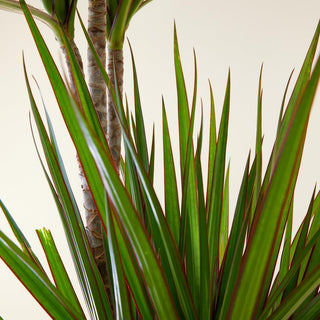 Dracaena Marginata, Madagascar Dragon Tree